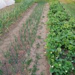 Bahçeyi suyla değil sütle sularsan ne olur? bahceyi-suyla-degil-sutle-sularsan-ne-olur.jpg