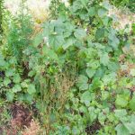 Eski bir kuş üzümü çalısının gençliğinde olduğu gibi doğurması nasıl yapılır eski-bir-kus-uzumu-calisinin-gencliginde-oldugu-gibi-dogurmasi-nasil.jpg