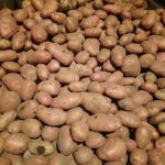 Neden deneyimli yaz sakinleri patatesleri toprağa değil de samana ekiyor? neden-deneyimli-yaz-sakinleri-patatesleri-topraga-degil-de-samana-ekiyor.jpg